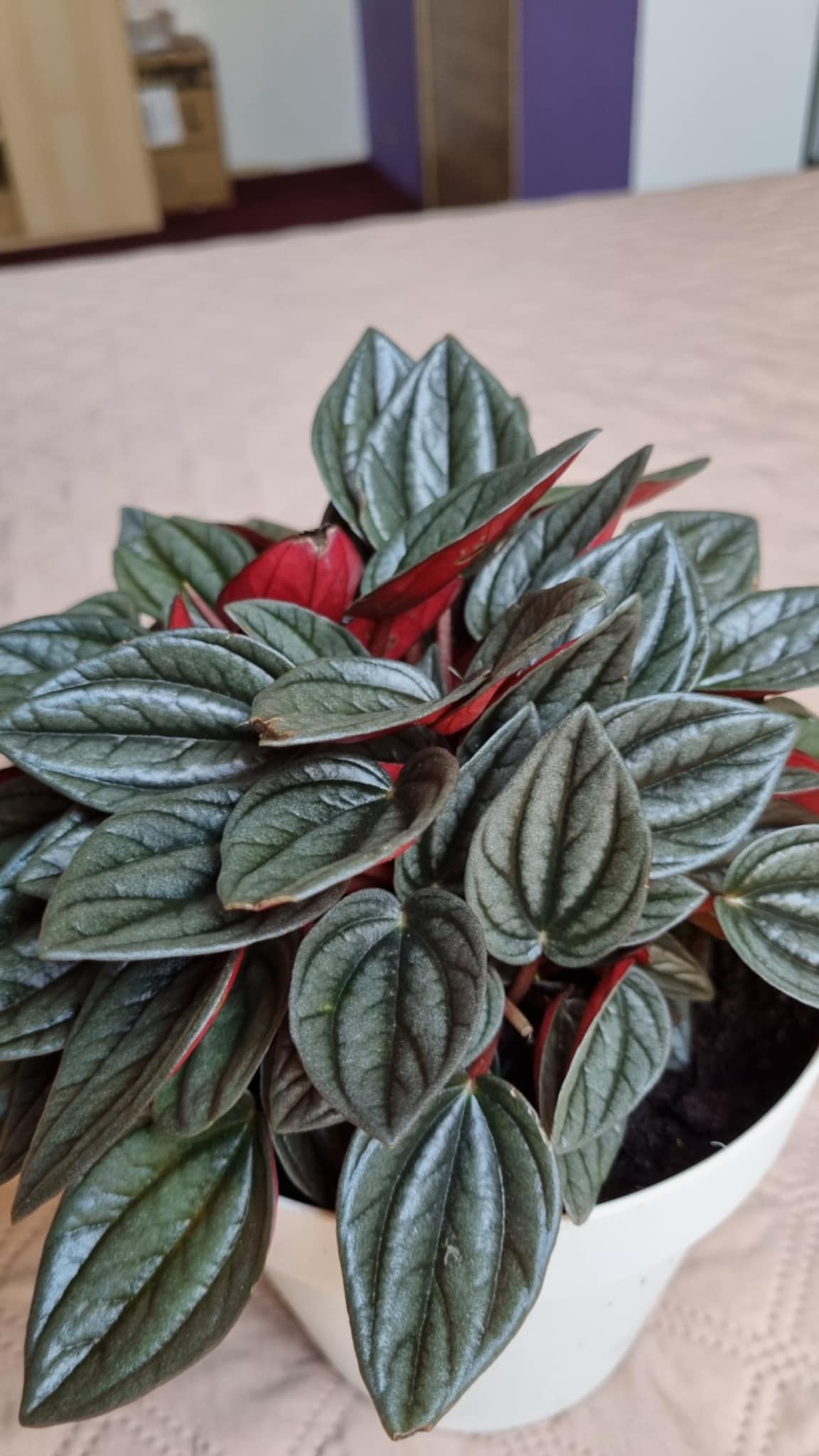 Santorini Peperomia